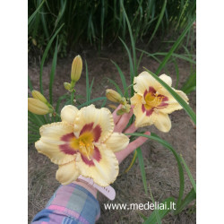 Viendienė (Hemerocallis) geltona su akute