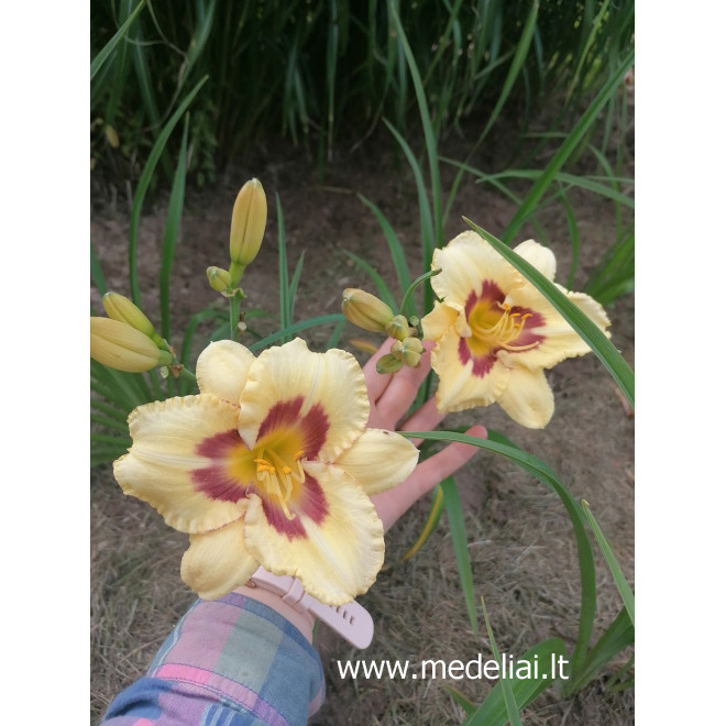 Viendienė (Hemerocallis) geltona su akute
