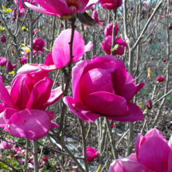 Magnolija sulandžo (Magnolia soulangeana) 'Cleopatra' žiedai rausvi violetiniai žydi besiskleidžiant lapams