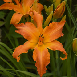 Viendienė (Hemerocallis) 'Primal Scream' vienadienė