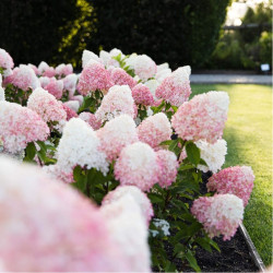 Hortenzija šluotelinė (Hydrangea paniculata) 'Pink & Rose' rausvėjantis žiedas