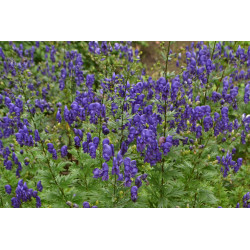 Kurpelė mėlynoji (Aconitum napellus) mėlyni žiedai tinka pavėsiui nereiklus augalas