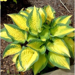 Melsvė (Hosta) 'Orange Marmalade’ geltoni lapai bordiūrams