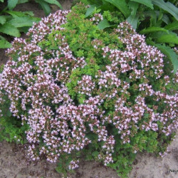 Raudonėlis (Origanum vulgare) kvepia arbatai