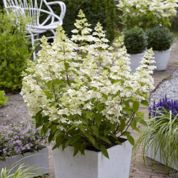 Hortenzija šluotelinė (Hydrangea paniculata) 'Confetti' tvirtos šakos daug žiedų