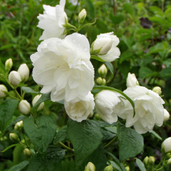 Jazminas (Philadelphus) Schneesturm pilnaviduriai balti žiedai kvepia