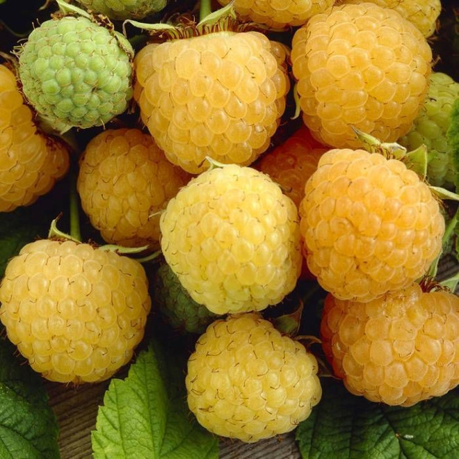 Avietė (Rubus) rudeninė geltona