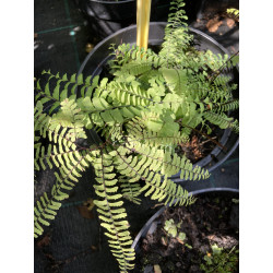 Papartis (Dryopteris)