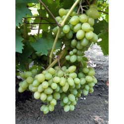 Vynmedis (Vitis) 'Garold' geltonos desertinės saldžios