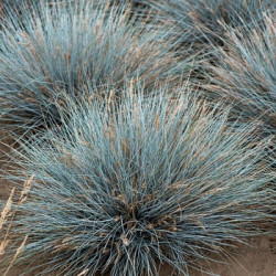 Eraičinas melsvasis  (Festuca glauca)  'Elijah Blue'