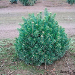 Kėnis subalpinis (Abies lasiocarpa) 'Green Globe'vižalis kompaktiškas lėtai auga.