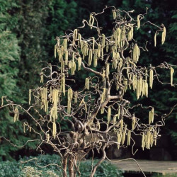 Lazdynas paprastasis (Corylus  avellana) Contorta garbanotos šakos valgomi vaisiai.