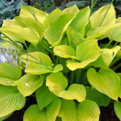 Melsvė (Hosta) geltona