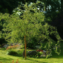 Gluosnis (Salix) 'Izvilistaja II' karklas raitytos šakos www.medeliai.lt