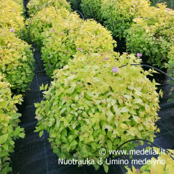 Lanksva japoninė (Spiraea japonica) Golden Princess lengvai formuojama www.medeliai.lt