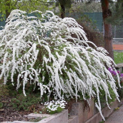 Lanksva pilkšvoji (Spiraea x cinerea) Grefsheim balta kvepia zydi anksti pavasari www.medeliai.lt