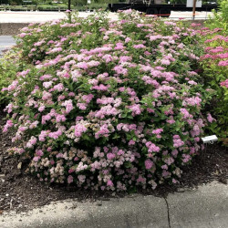 Lanksva japoninė (Spiraea japonica)  Little Princess rausvi ziedai lengvai formuojama www.medeliai.lt