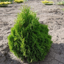 Tuja vakarinė Thuja occidentalis Miky žemaūgė lėtai auganti www.medeliai.lt