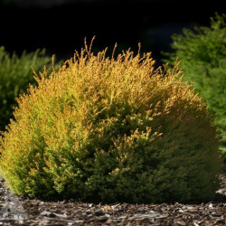 Tuja vakarinė Thuja occidentalis Rheingold geltona www.medeliai.lt