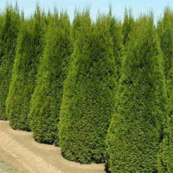 Tuja vakarinė (Thuja occidentalis) Smaragd gyvatvore www.medeliai.lt vazonuose ir grunte