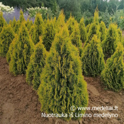 Tuja vakarinė (Thuja occidentalis) Golden Smaragd tanki geltona tinka gyvatvorei www.medeliai.lt