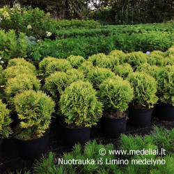 Tuja vakarinė (Thuja occidentalis)  Mirjam rutuline zemaūgė geltona www.medeliai.lt