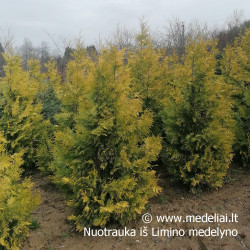 Tuja vakarinė (Thuja occidentalis) Europe Gold geltona koloniška gyvatvorei tinka karpyti www.medeliai.lt