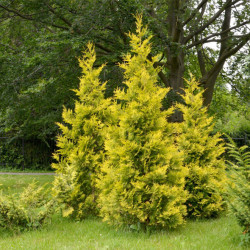 Tuja vakarinė (Thuja occidentalis) 'Golden Brabant' geltona koloniška labai greitai auga tinka gyvatvorei www.medeliai.lt