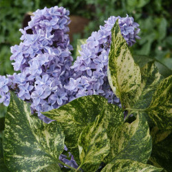 Alyvos paprastosios (Syringa vulgaris) 'Aucubaefolia' margalape alyviniai melsvi  žiedai www.medeliai.lt alyva