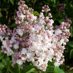 Alyvos paprastoji (Syringa vulgaris) 'Krasavica Moskvy' švelniai rausvais baltais pilnaviduriais žiedais alyva kvepia