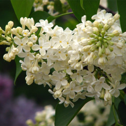 Alyvos paprastosios (Syringa vulgaris) 'Primrose' kreminiai balti kepiantys žiedai www.medeliai.lt