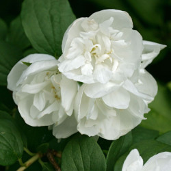 Jazminas (Philadelphus) 'Girandole' pilnaviduris