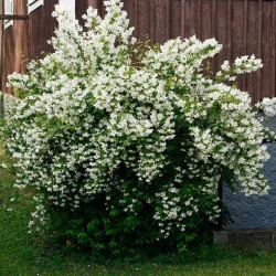 Jazminas (Philadelphus) 'Lemoinei' kvepia