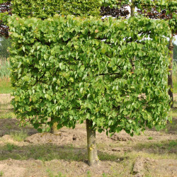 Liepa mažalapė (Tilia cordata) ekranas siaura gyvatvore parko formvimas