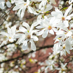 Magnolija japoninė (Magnolia cobus) sniego baltumo žiedai atsparus šalčiui krūmas