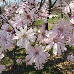 Magnolija žvaigždinė (Magnolia stellata) 'Rosea' žiedai rožiniai žydi besiskleidžiant lapams