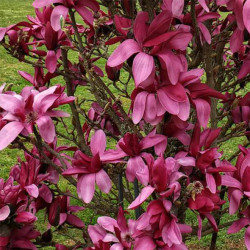 Magnolija sulandžo (Magnolia soulangeana) 'Burgundy' kūgio formos medelis purpuriniai žiedai