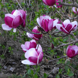 Magnolija sulandžo (Magnolia soulangeana) 'Cameo’ neaukštas medelis gausiai žydi dviejų spalvų žiedas