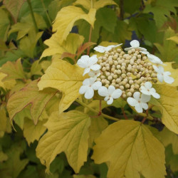 Putinas paprastasis (Viburnum opulus) Park Harvest lapai geltoni uogos raudonos balti žiedai