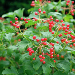 Putinas paprastasis (Viburnum opulus) Compactum greitai auga raudonos uogos balti žiedai nereiklus