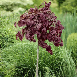 Lazdynas paprastasis (Corylus  avellana) "Purple Umbrella" svyrntis raudonlapis