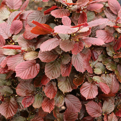 Lazdynas paprastasis (Corylus  avellana) 'Little Rob' Pa raudoni lapai