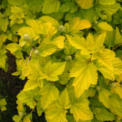 Pūslenis putinalapis (Physocarpus opulifolius) 'Aurea' geltonlapis gyvatvorei