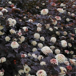 Pūslenis putinalapis (Physocarpus opulifolius) 'Diabolo' raudonlapis balti žiedai gyvatvorei