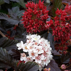 Pūslenis putinalapis (Physocarpus opulifolius) 'Red Baron' raudonlapis balti ziedai tinka gyvatvorei