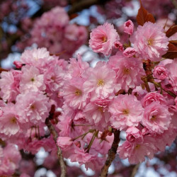 Sakura (Prunus serrulata) 'Kanzan' ryškūs pilnaviduriai žiedai