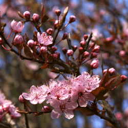 Slyva kaukazinė (sakura) (Prunus cerasifera) "Pissardii" raudonlape rausvi žiedai