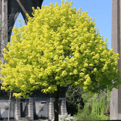 Klevas paprastasis (Acer platanoides) 'Princeton Gold' geltonlapis