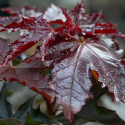 Klevas paprastasis (Acer platanoides) 'Royal Red' raudonlapis