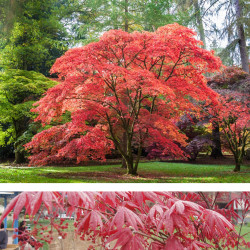 Klevas plaštakinis (Acer palmatum) raudonas oranžinis spalvingas rudenį japoniškas sodas